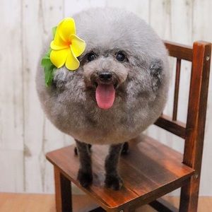 Meet your Posher, Sera